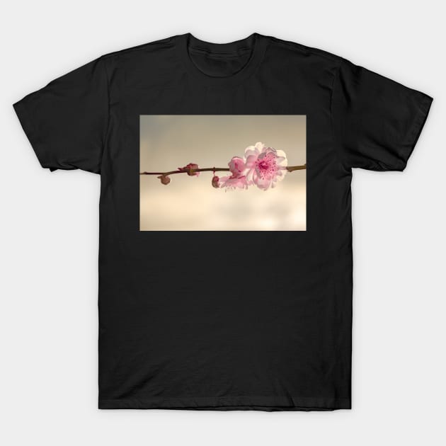 FLOWERS, NATURE’S Fashion Models T-Shirt by anothercoffee